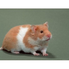 HAMSTER COMUN