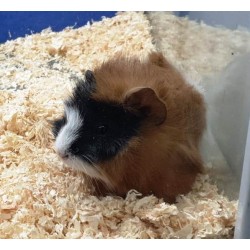 Cobaya Rizada tricolor.