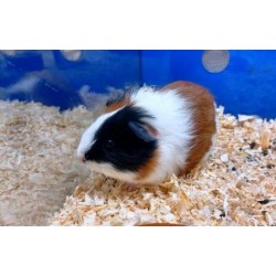 Cobaya Pelo Corto.